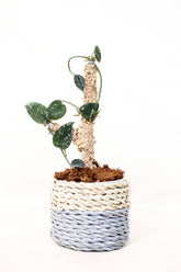 Scindapsus pictus var. argyraeus "silver ann"
